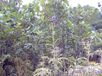 Натиснете за да видите снимката уголемена