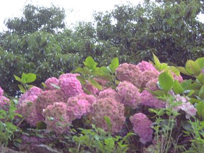 Натиснете за да видите снимката уголемена