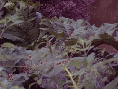 Натиснете за да видите снимката уголемена