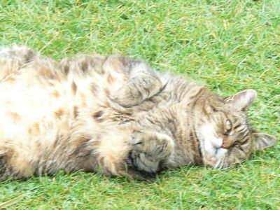 Натиснете за да видите снимката уголемена