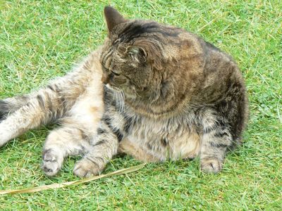 Натиснете за да видите снимката уголемена