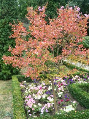 Натиснете за да видите снимката уголемена