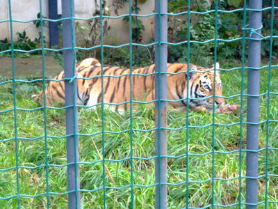 Натиснете за да видите снимката уголемена