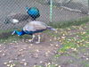 19092009345.jpg