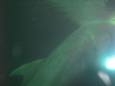 Натиснете за да видите снимката уголемена