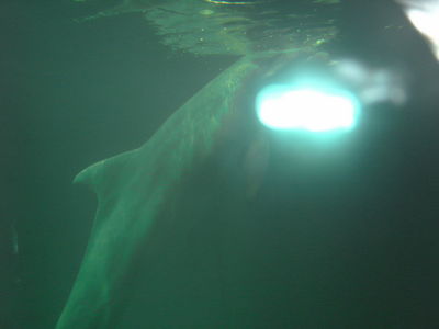 Натиснете за да видите снимката уголемена