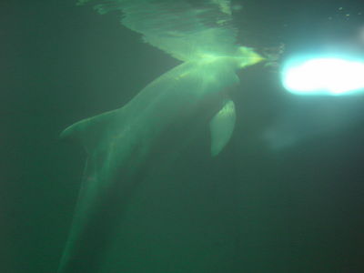 Натиснете за да видите снимката уголемена